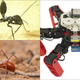 Top left, a Cataglyphis desert ant; bottom left, the Australian desert ant Melophorus bagoti; right, the AntBot.